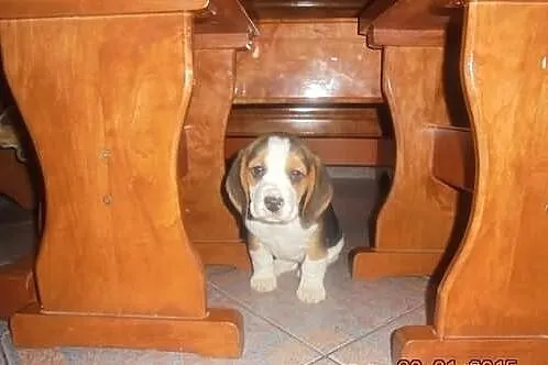 Beagle Trikolor