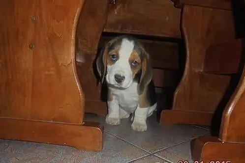 Beagle Trikolor