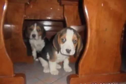 Beagle Trikolor
