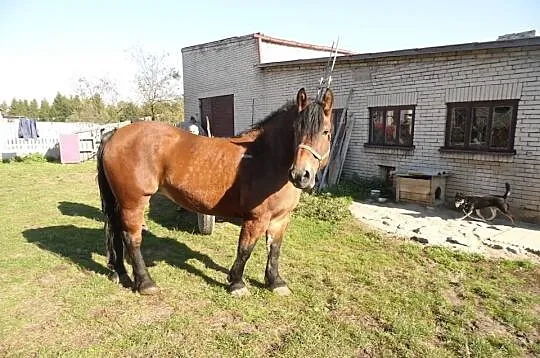 Klacz Zimnokrwista
