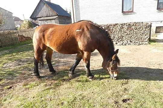 Klacz Zimnokrwista