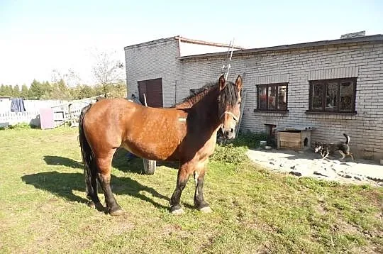 Klacz Zimnokrwista