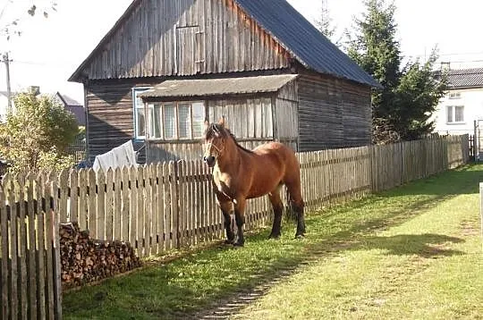 Klacz Zimnokrwista