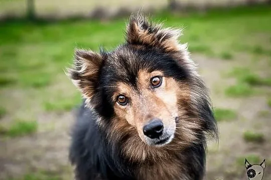 Sparrow –pies w typie collie–szuka domu