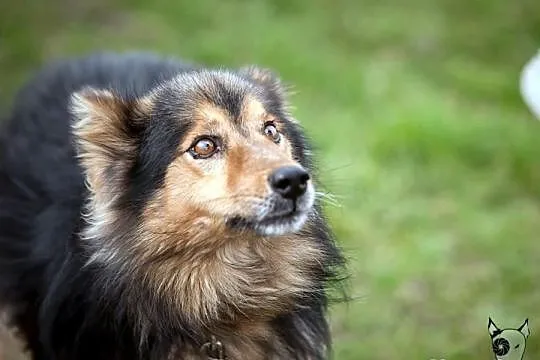 Sparrow –pies w typie collie–szuka domu