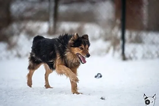 Sparrow –pies w typie collie–szuka domu