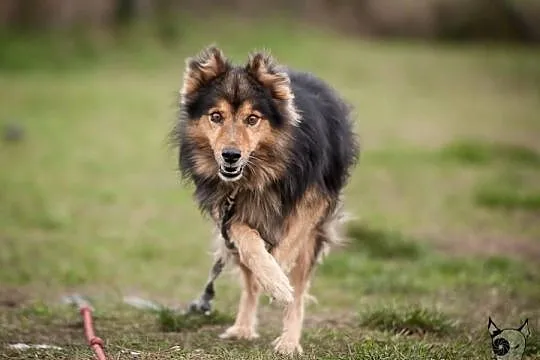 Sparrow –pies w typie collie–szuka domu