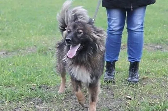 Sympatyczny piesek szuka domu.
