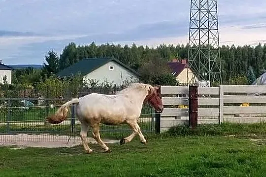 Na sprzedaż śliczna klacz zimnokrwista, Świętokrzyskie, Kielce