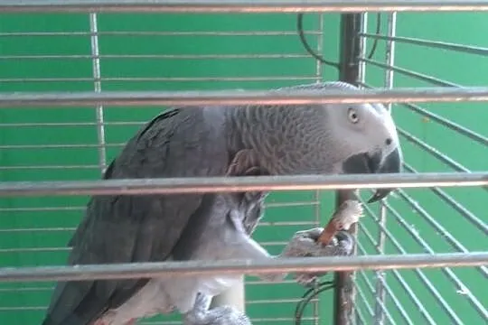 Sprzedam papugę Żako Kongo z klatką .
