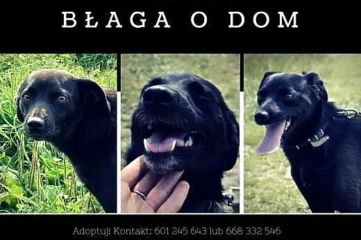 Młodziutka Finka - czarna ślicznotka czeka na dom,