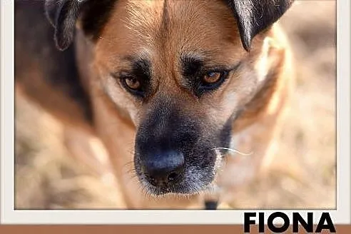 FIONA,średnia,łagodna,spokojna suczka gładkowłosa.ADOPCJA,  małopolskie Kraków