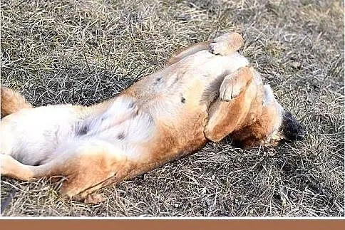 FIONA,średnia,łagodna,spokojna suczka gładkowłosa.