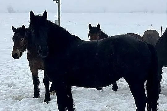 Klacz kara, Pomorskie, Kwidzyn