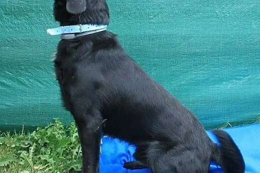 POKER - 2 letni świetny psiak, labrador mix do adopcji!,  mazowieckie Warszawa