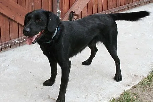 POKER - 2 letni świetny psiak, labrador mix do ado