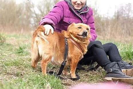 Malutki Rudzik, samotny pośród tłumu....,  Kundelk