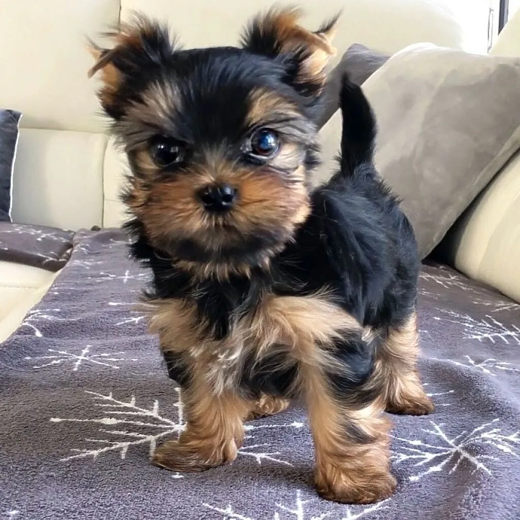 yorkie szczenieta, Śląskie, Żory