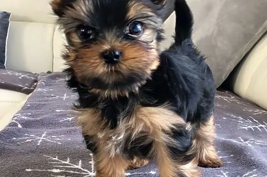yorkie szczenieta, Śląskie, Żory