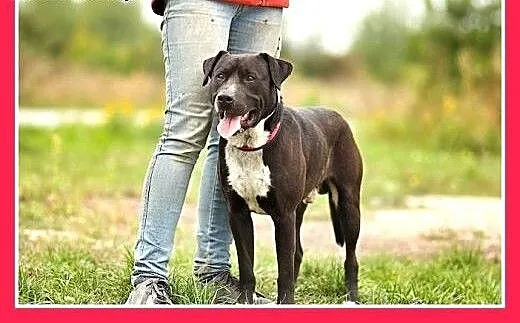 Amstaff mix,młody 12 mies.przyjazny,aktywny pies A