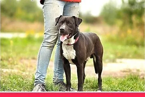 Amstaff mix,młody 12 mies.przyjazny,aktywny pies A