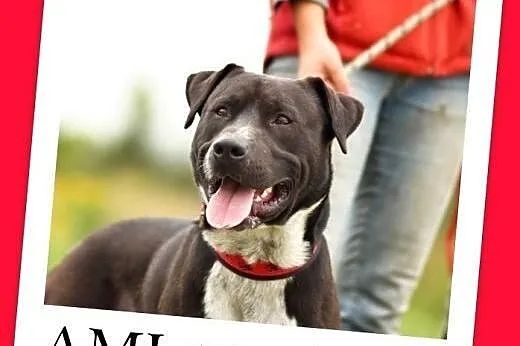 Amstaff mix,młody 12 mies.przyjazny,aktywny pies A