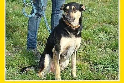 Rodzinny,przyjazny,kontaktowy,łagodny,średni pies 