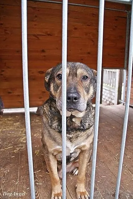 Kongo, psi IDEAŁ, wychowany i grzeczny senior szuk