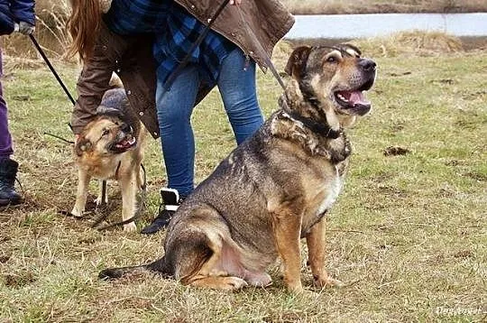 Kongo, psi IDEAŁ, wychowany i grzeczny senior szuk