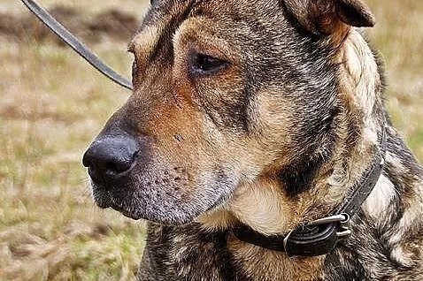 Kongo, psi IDEAŁ, wychowany i grzeczny senior szuk