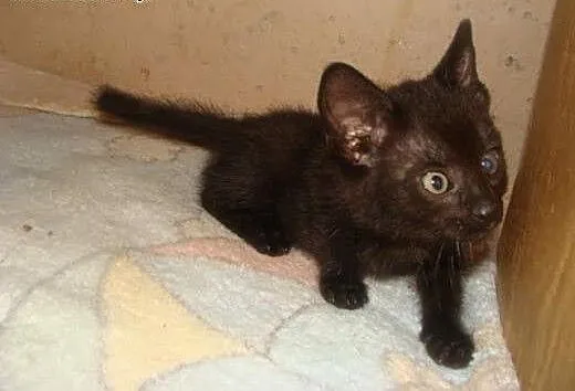 Leon - mały zawadiacki kotek do adopcji!, Koty po