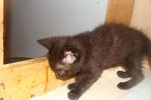 Leon - mały zawadiacki kotek do adopcji!,  Koty po