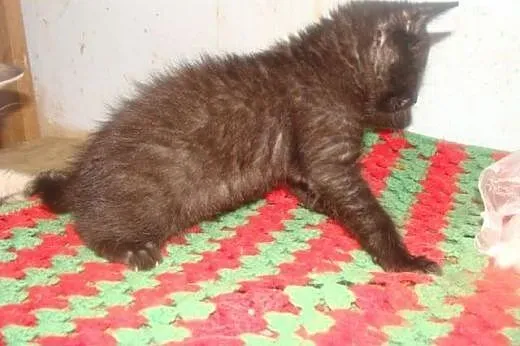 Leon - mały zawadiacki kotek do adopcji!,  Koty po
