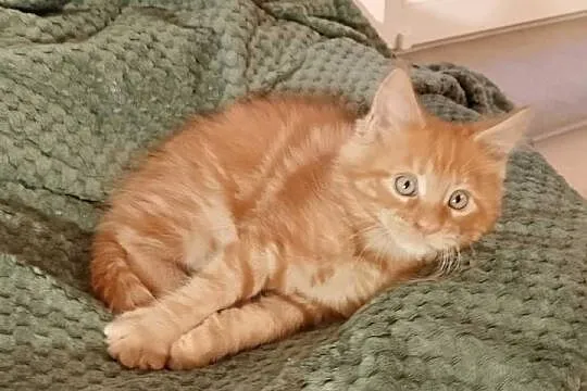 Kocurek Maine Coon Rodowód FPL