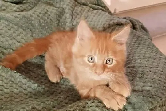 Kocurek Maine Coon Rodowód FPL, Lubuskie, Bytom Odrzański