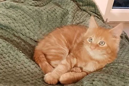 Kocurek Maine Coon Rodowód FPL, Lubuskie, Bytom Odrzański