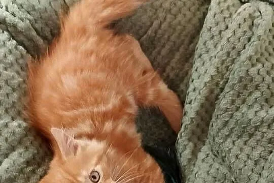 Kocurek Maine Coon Rodowód FPL, Lubuskie, Bytom Odrzański