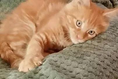 Kocurek Maine Coon Rodowód FPL, Lubuskie, Bytom Odrzański
