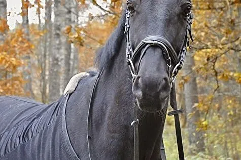 Wałach do współdzierżawy!, , 