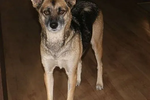 Domowa, bezproblemowa BLANKA do adopcji,  kujawsko