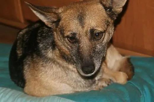 Domowa, bezproblemowa BLANKA do adopcji,  kujawsko