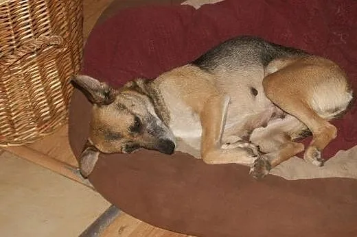 Domowa, bezproblemowa BLANKA do adopcji,  kujawsko