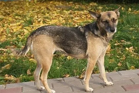 Domowa, bezproblemowa BLANKA do adopcji,  kujawsko