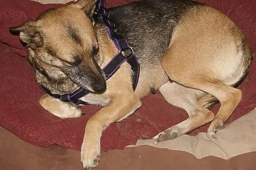 Domowa, bezproblemowa BLANKA do adopcji,  kujawsko