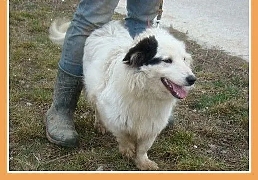 Średni 13 kg piesek PIRAT,przyjazny, towarzyski, k