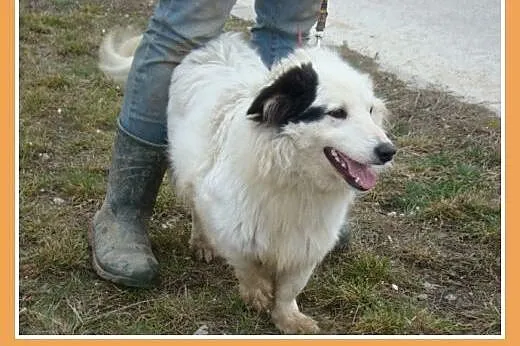 Średni 13 kg piesek PIRAT,przyjazny, towarzyski, k