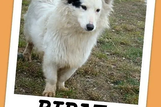 Średni 13 kg piesek PIRAT,przyjazny, towarzyski, k