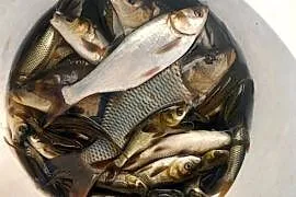 Narybek karp lin tołpyga