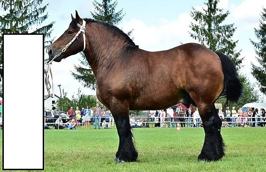 stanówka ogierem ardenskim Bonaparte De Mosco 86pkt, , Wola Rafałowska