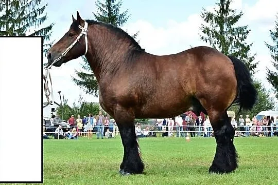 stanówka ogierem ardenskim Bonaparte De Mosco 86pkt